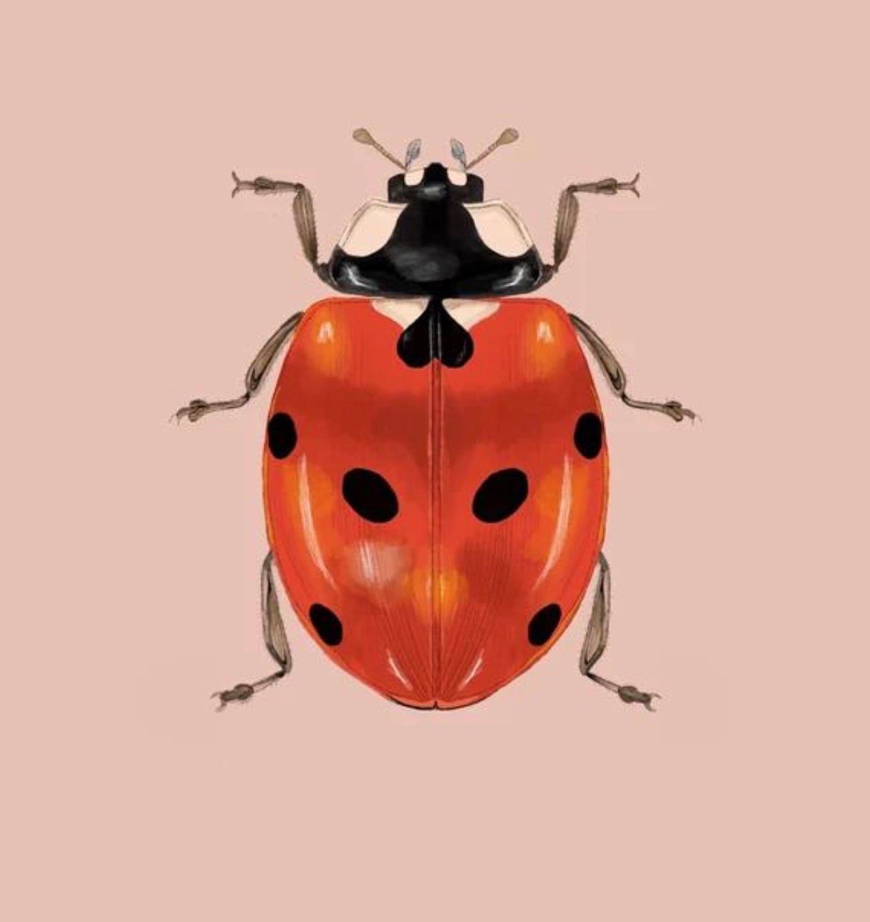 DAILYBUGFIX — Designed for developers who ship without compromise
